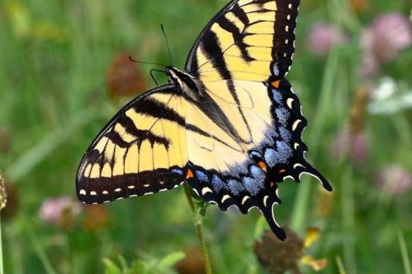 caterpillar to butterfly kit instructions